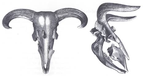 auoch-skulls