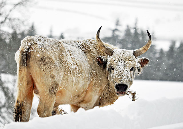 Wild Cattle Chillingham Wild Cattle